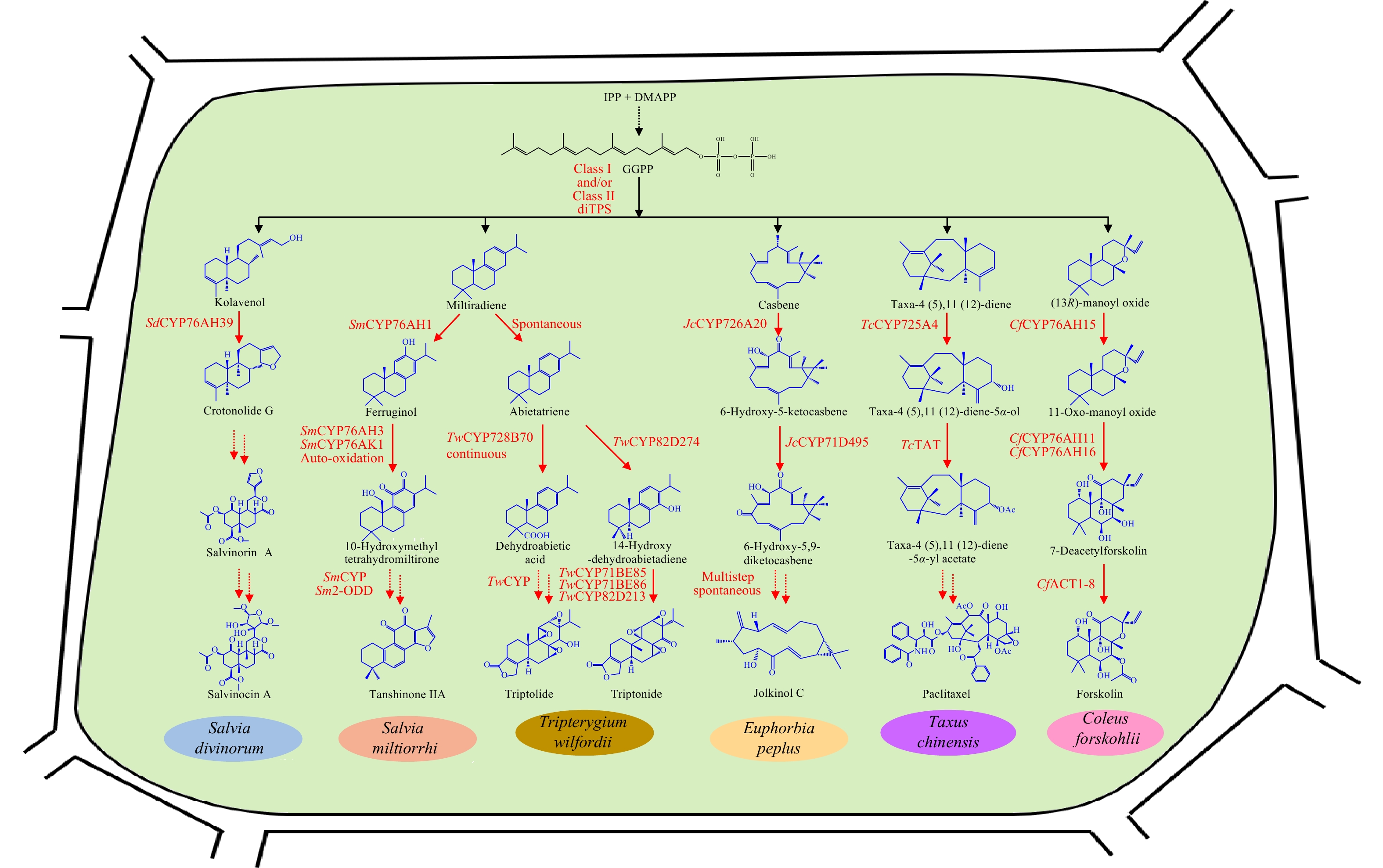 Oxidation of the diterpene skeletons by cytochrome P450 monooxygenases  (CYPs)/ 2-oxoglutarate-dependent dioxygenases (2-ODDs) in medicinal plants.  CYPs and 2-ODDs are involved in the oxidation of medicinal diterpenoids in  several valuable medicinal plants,