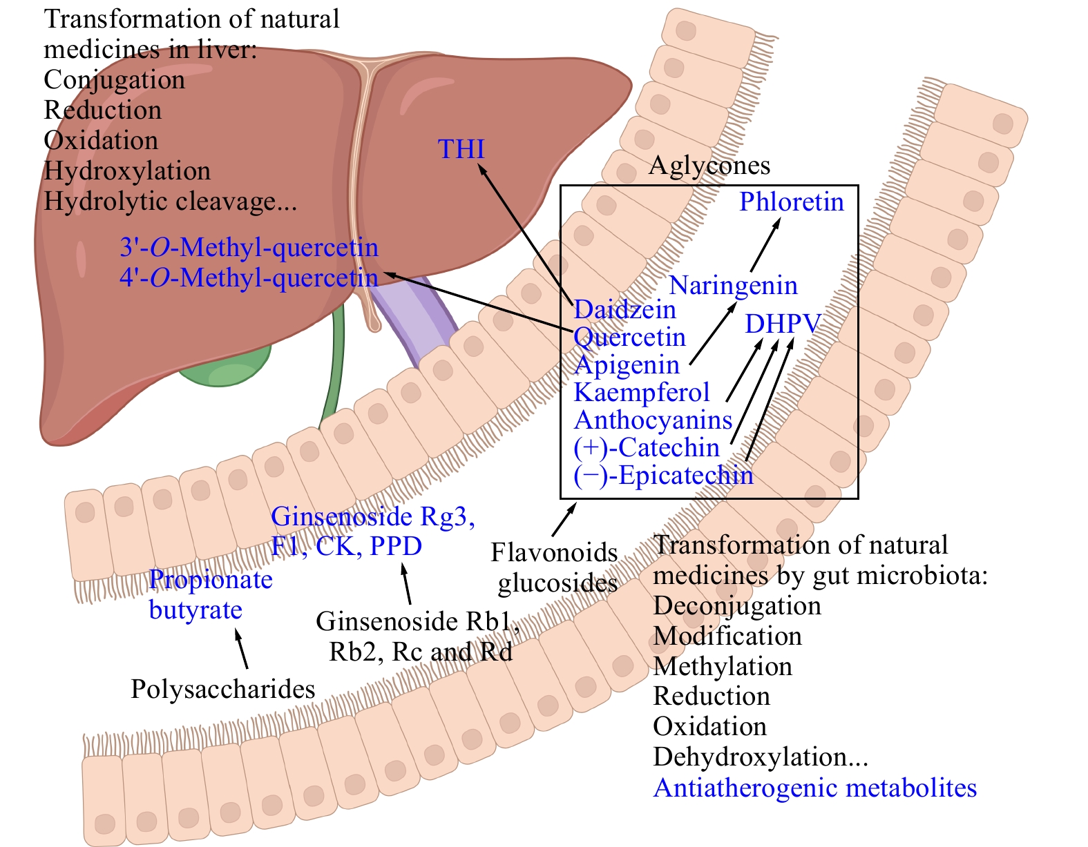 l carnitine tmao garlic From Gut to Heart: Targeting Trimethylamine N-Oxide as a Novel Strategy in  Heart Failure Management